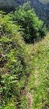 Plants: image 167 Of 193 Thumb